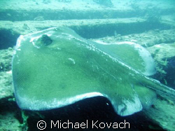 Southern Atlantic Stingray on the Sea Emperor by Michael Kovach 